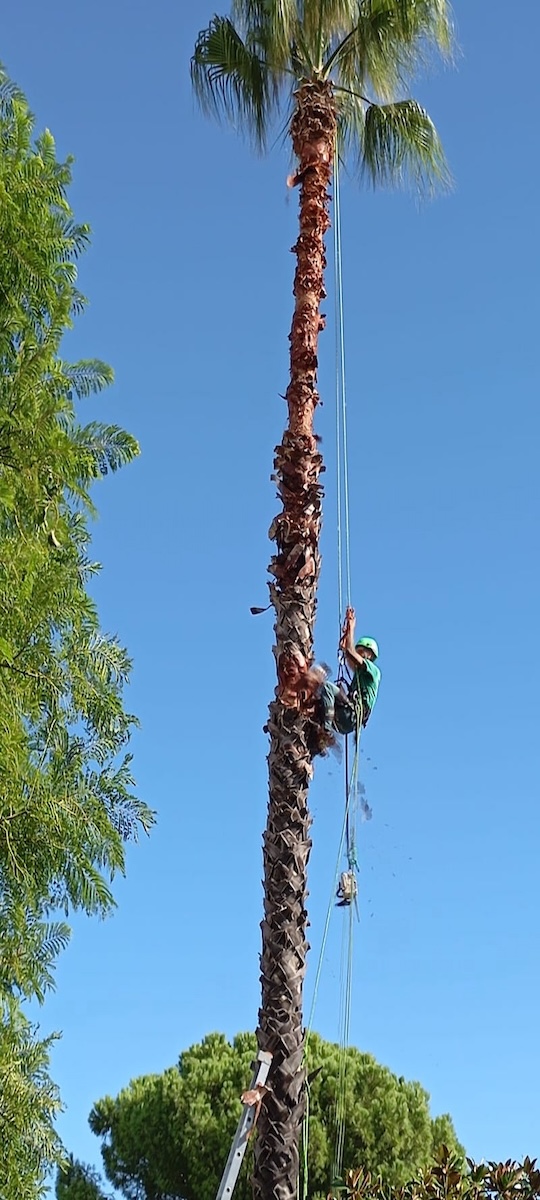 TREE CLIMBING (3)